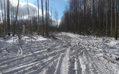 В Омутнинском районе поваленное лесорубом дерево упало на человека