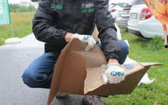 Регоператор «Куприт» приглашает кировчан сдавать макулатуру