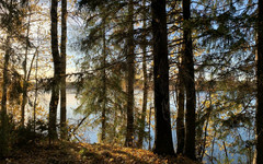 В Кировской области расследуют незаконную добычу лосихи в Слободском районе