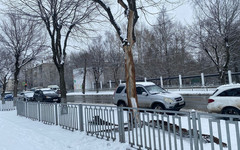 В Кирове вырубили аварийные деревья у школ