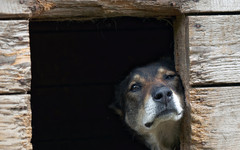 Строительство приюта для бездомных животных в Слободском могут заморозить из-за нехватки денег