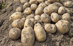 Кировские аграрии собрали рекордный урожай картофеля