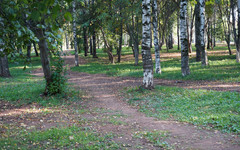 В Белохолуницком районе охотники отстрелили трёх волков, нападавших на собак