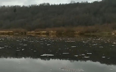 В Кировской области загрязнилась река Юг