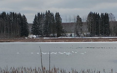 Стая лебедей задержалась на три недели на пруду в Слободском районе