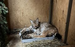 Рысенка, который три недели бродил по Кирову, отловили