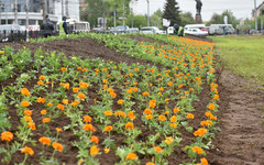 К Дню города в Кирове посадят 150 тысяч цветов