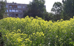 Кировчане жалуются на траву высотой по пояс: в ответ им предлагают её есть