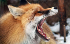 В Унинском районе ввели карантин по бешенству из-за больной лисицы