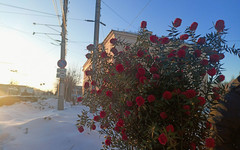 День святого Валентина собираются отмечать только 16% кировчан