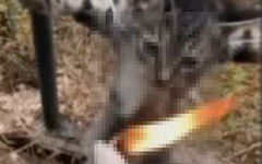 В Кирове школьников вовлекают в канал с пытками животных