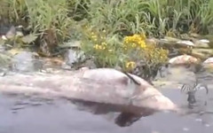 Видео дня: в реке Пижма вымерла рыба