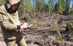 В Юрьянском районе незаконно вырубили лес более чем на 300 тысяч рублей