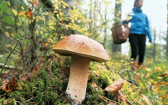 В Афанасьевском районе полицейские нашли заблудившуюся девушку-грибника