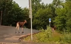 Кировчане заметили на Мельничной гуляющих лосей