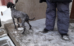 Пса, которого хозяева заперли в овощной яме, передали другим людям