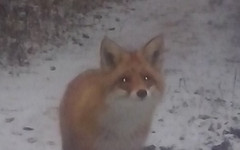 Появилась фотография лисы, несколько дней терроризирующей посёлок в Кировской области