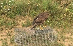 В Кировской области спасли сбитую машиной хищную птицу