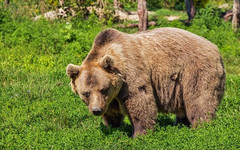 В Шабалинском районе из-за больного медведя на год объявили карантин