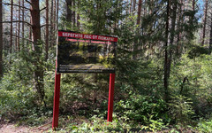 В Кировской области двух человек ищут в лесу