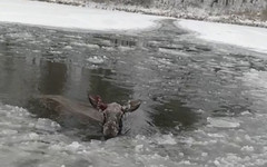 В Кировской области спасли лосиху, которая провалилась в полынью