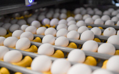«Рост был неизбежен». Почему в Кировской области выросла цена на яйца?