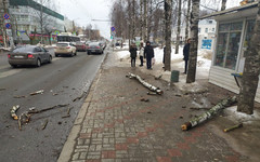 На улице Воровского сильный ветер повалил дерево на остановку