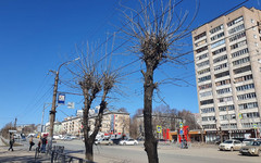 Почему в Кирове так безобразно обрезают деревья?