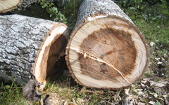 Общественник проверит кировские леса на наличие незаконных вырубок