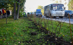 В Кирове высадят живую изгородь вместо заборов