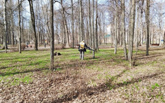 Александровский сад начали обрабатывать