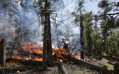 Летом 2018 года в Кировской области сгорело 12 гектаров леса