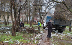 В Нововятском районе Кирова спилят аварийные деревья
