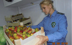 В Кировскую область ввезли более 100 тонн зараженных фруктов