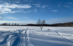 В Фаленском районе возбудили дело за убийство лосихи