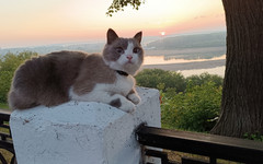 Кошка-велопутешественница Веда поборется за звание Главной кошки Кирова