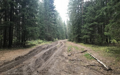 В Верхнекамском районе полицейские разыскали женщину, блуждавшую в лесу двое суток