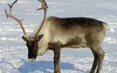 В Кировской области нашли трех северных оленей-нелегалов