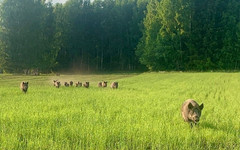 В Кировской области из леса на женщину выбежало стадо диких кабанов