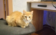 Выброшенная в Котельничском районе кошка обрела дом