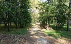 В Кирове на вырубку деревьев потратили более 28 млн рублей