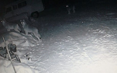 В Подосиновском районе стаи волков вплотную подошли к жилым домам