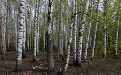 В Кировской области предоставят в аренду участки для заготовки древесины объёмом 200 тысяч куб. метров