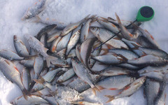 Трудовая рыба и вмёрзшие снасти. Еженедельный отчёт о рыбалке в Кировской области