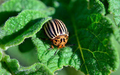 Три способа борьбы с колорадским жуком в огороде