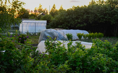 Чем опрыскивать растения в саду, чтобы сэкономить на удобрении и добиться эффекта?