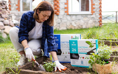 Как капельный полив «Жук» облегчает жизнь в саду и огороде?