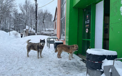 В России предложили ввести должность уполномоченного по защите животных