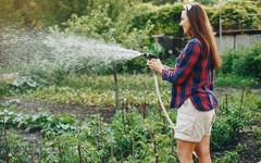 Как поливать посадки в огороде в прохладную погоду?