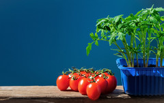 Как вырастить крепкую рассаду помидоров?